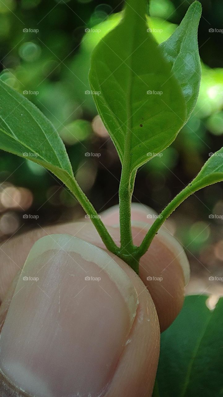 Planting