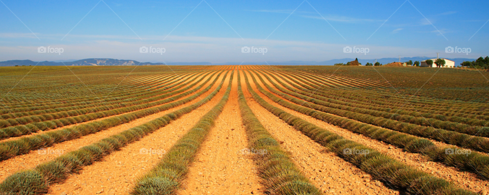 Panoramic lavender field