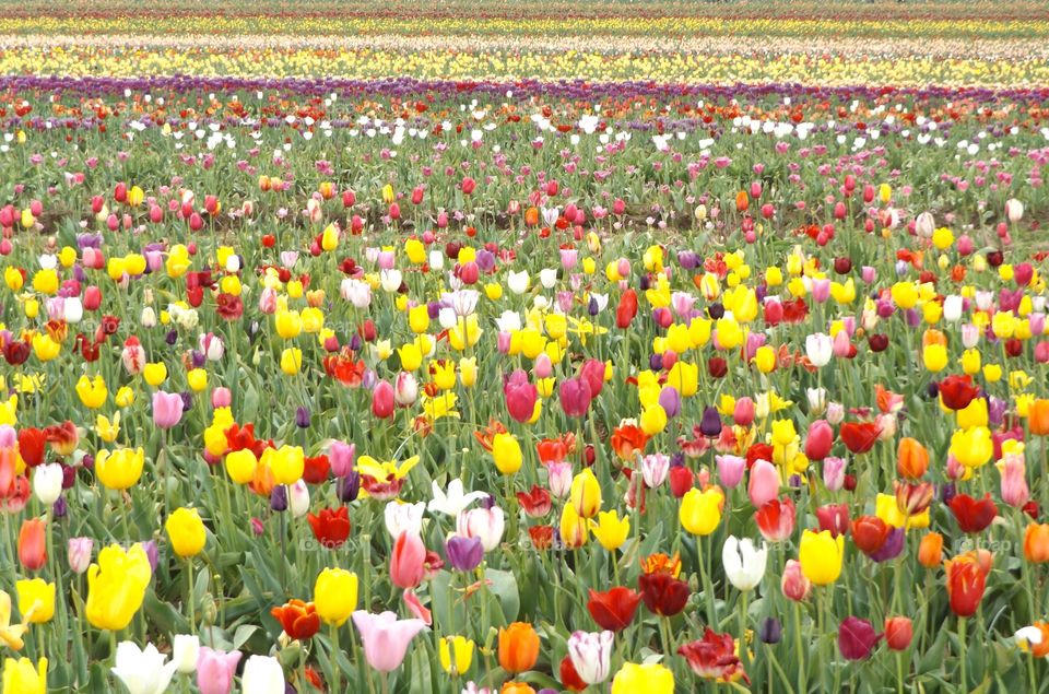 Blooming flowers in field