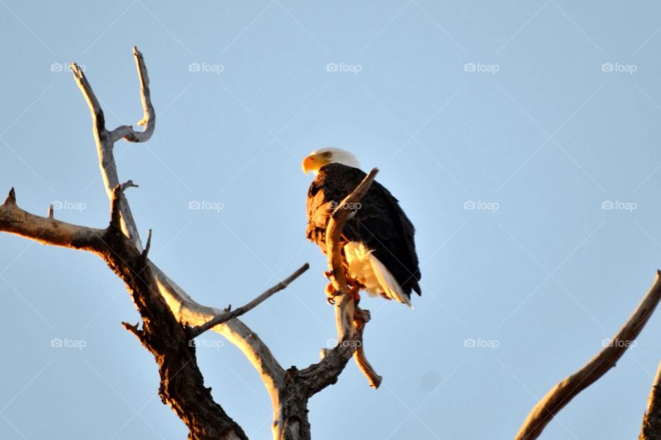 Perched eagle. Bald eagle perched overhead