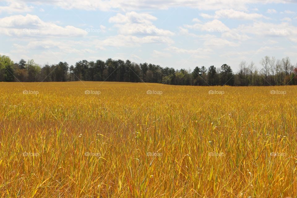 Scenic view of orange field