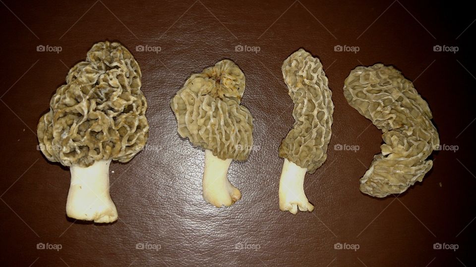 morel
mushrooms
fungi
edible
wild
harvest
springtime
fresh