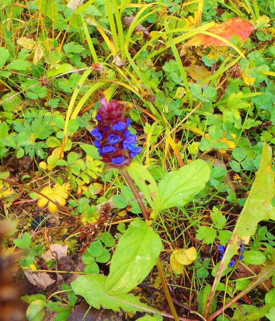 Wild orchid in my granny's fields