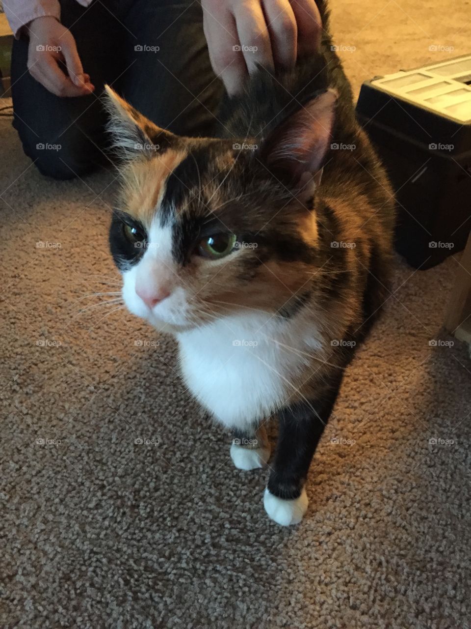 Tiki. Time the rescue cat