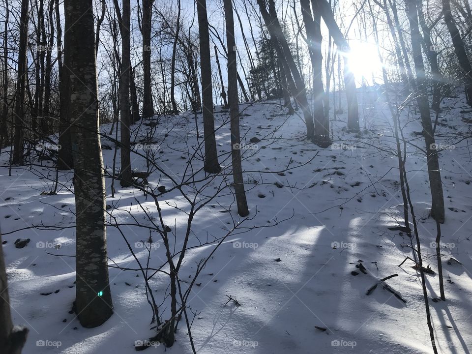 Sunshine in snowy woods