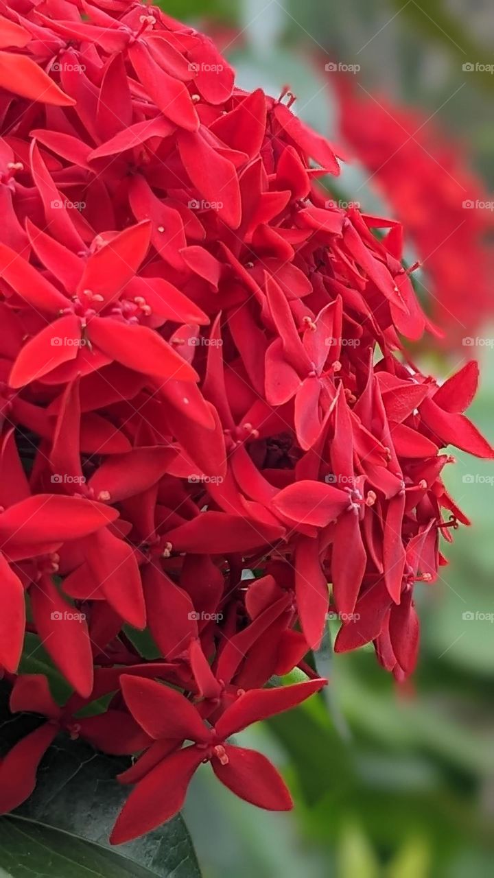 red flower