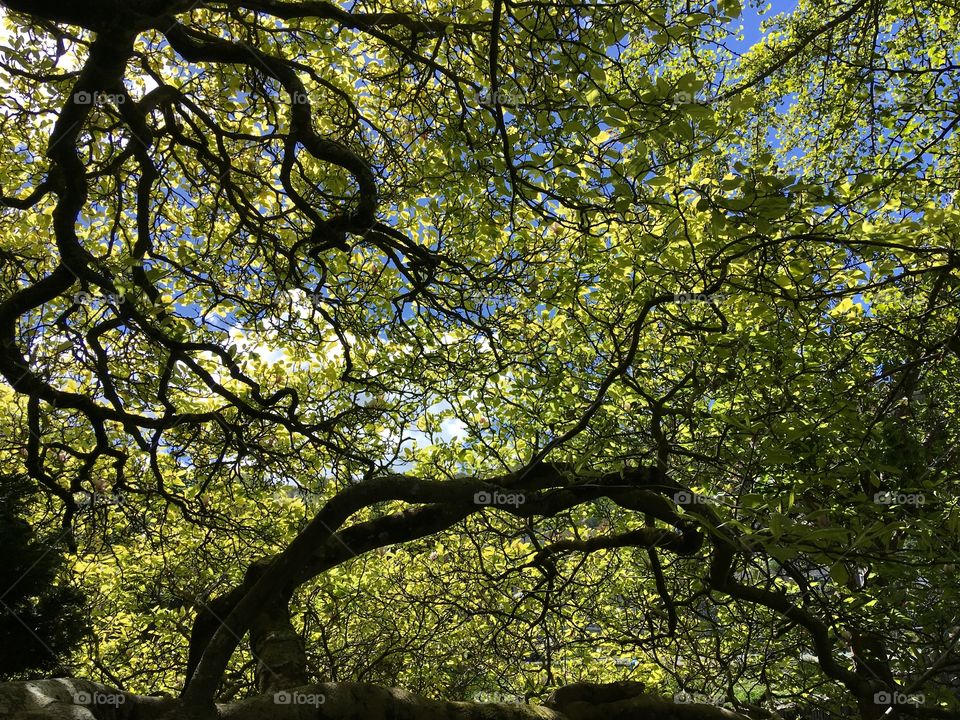 Tree, Landscape, Wood, Leaf, Park