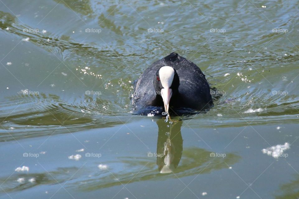 Bird swimming in lake