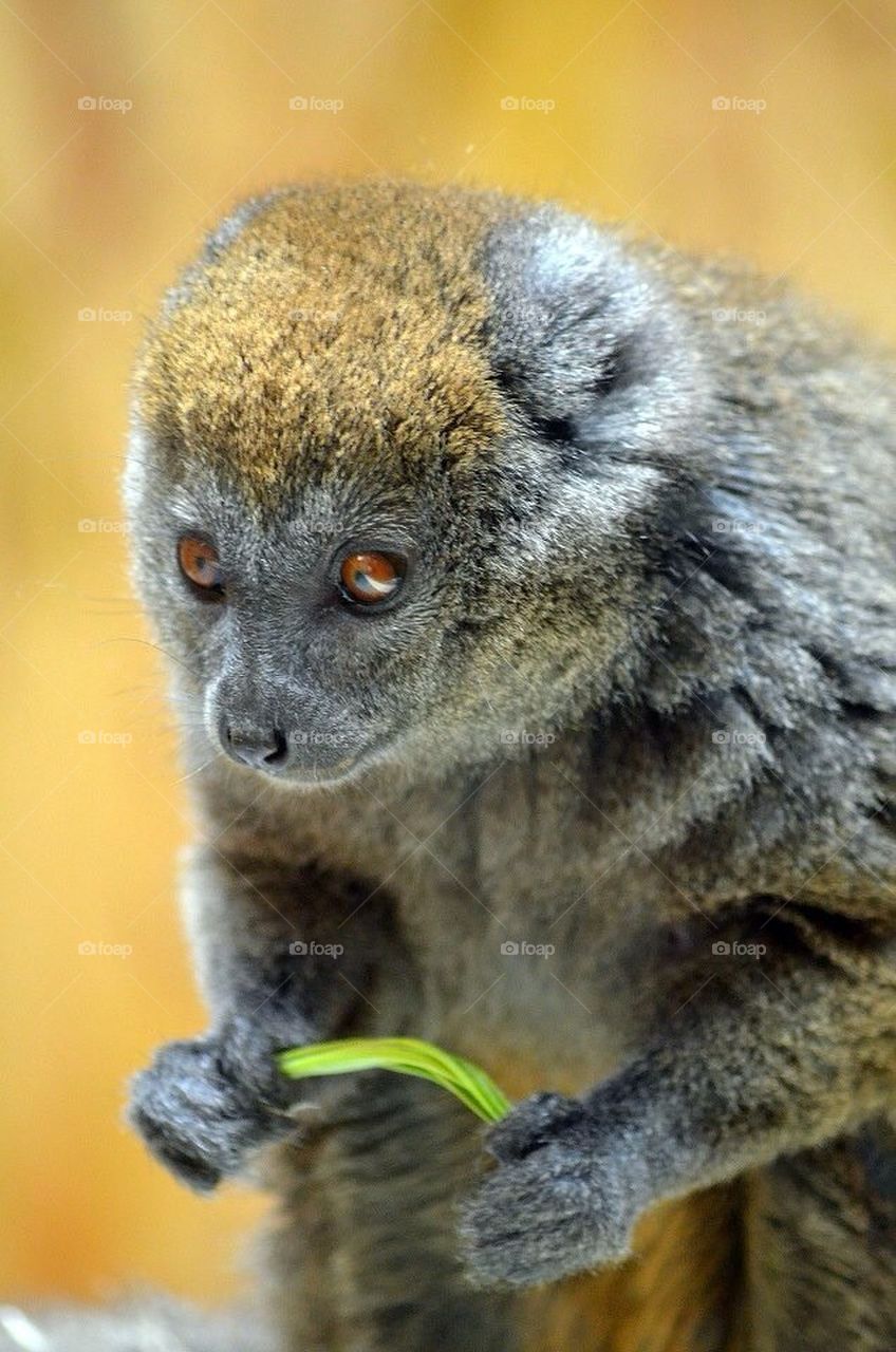 Alaotran Gentle Lemur