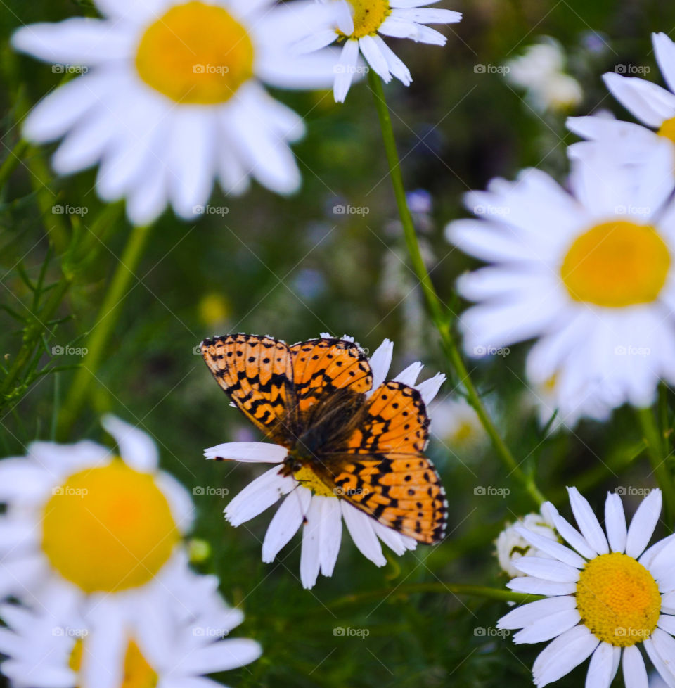 butterfly