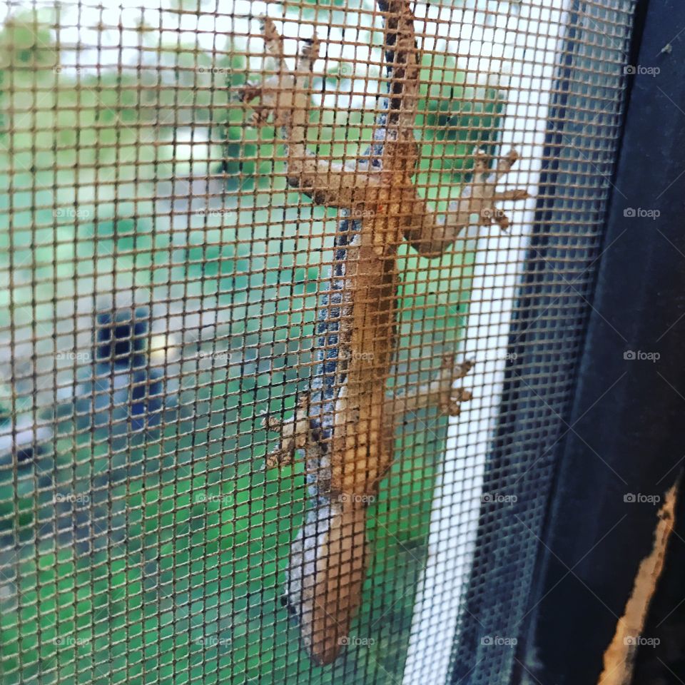 Upside down Gecko 🦎 