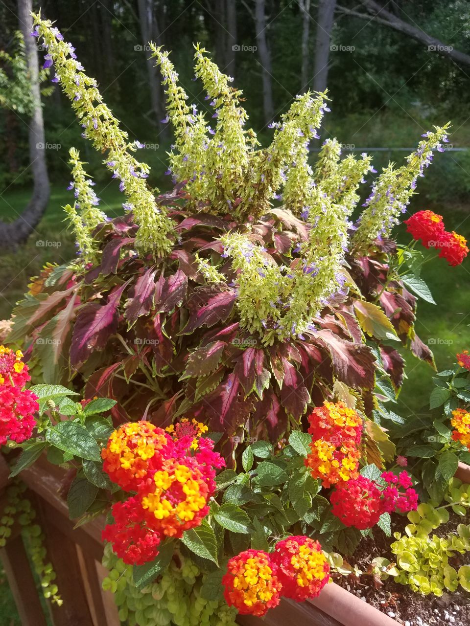 fall flowers