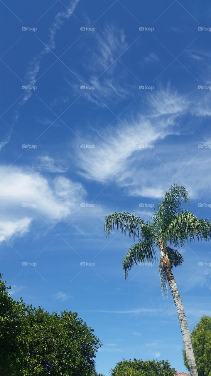 palm clouds