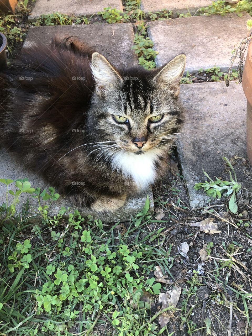 Our beautiful angora multicolored cat out on the pavers giving me her nonchalant look. 