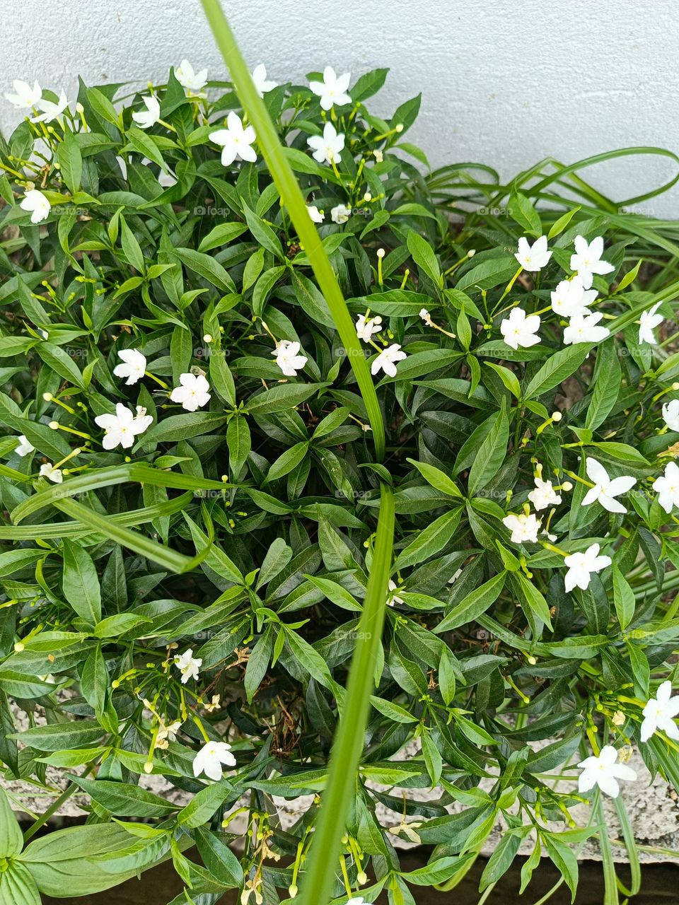 "Like gentle stars on a bed of green, these flowers bloom quietly, bringing a touch of grace to the world around them."