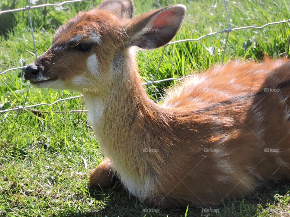 A close up of a young deer
