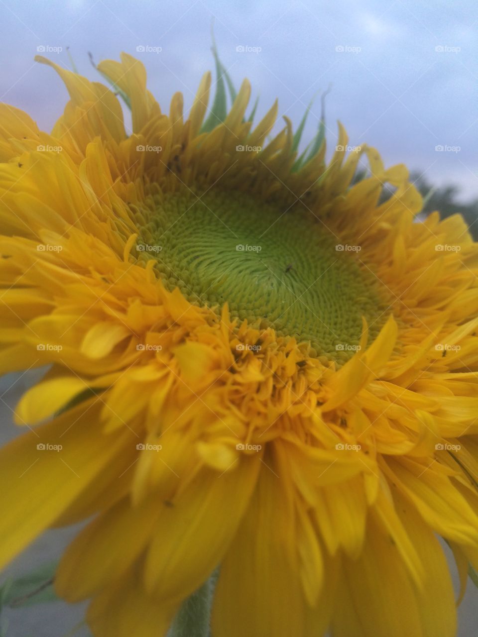 sunflower
