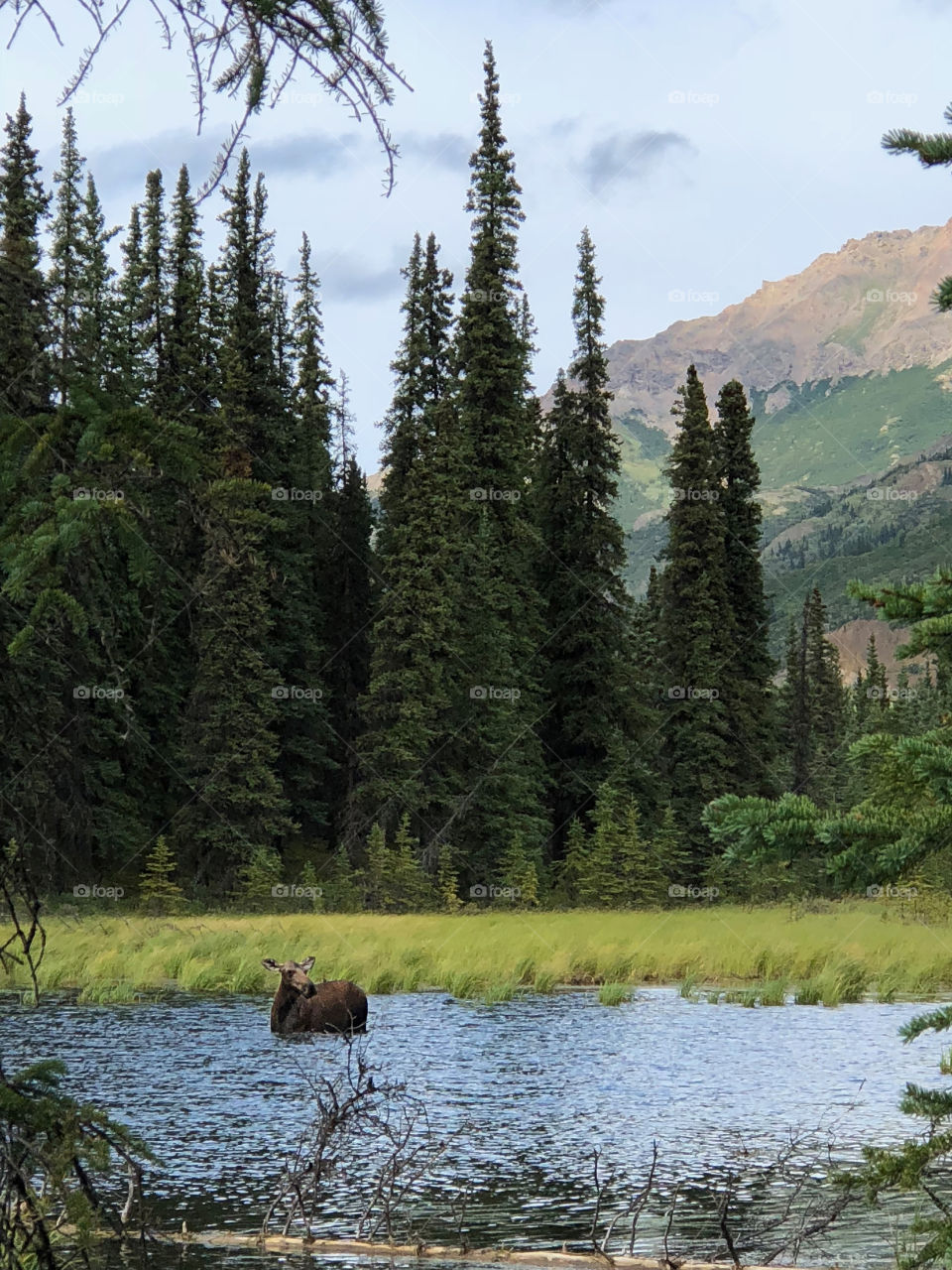 Moose in Alaska