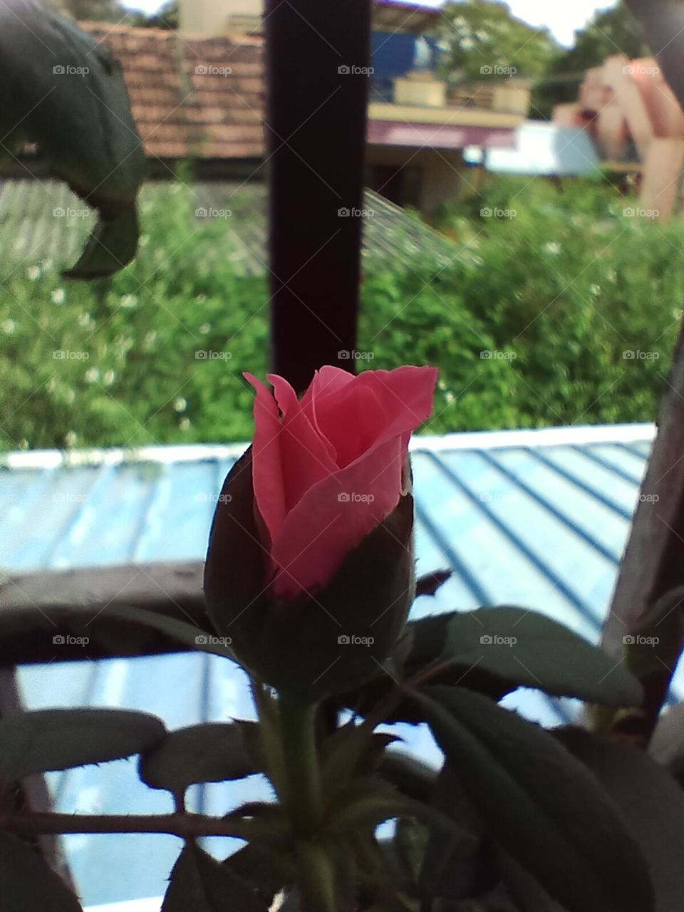 rose bud