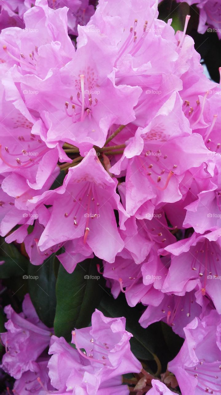 Flower, No Person, Nature, Flora, Garden