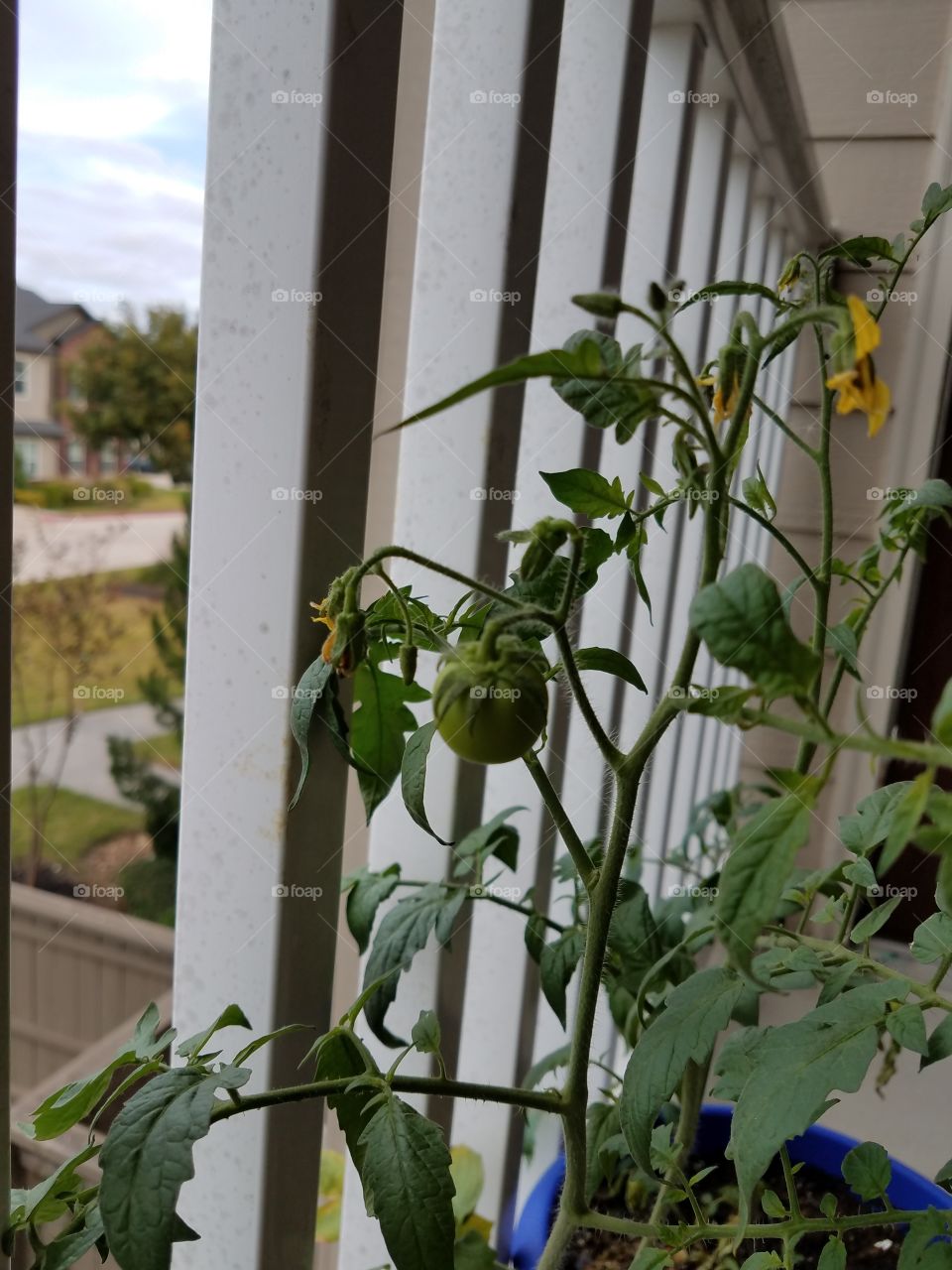 tomato plant on patio