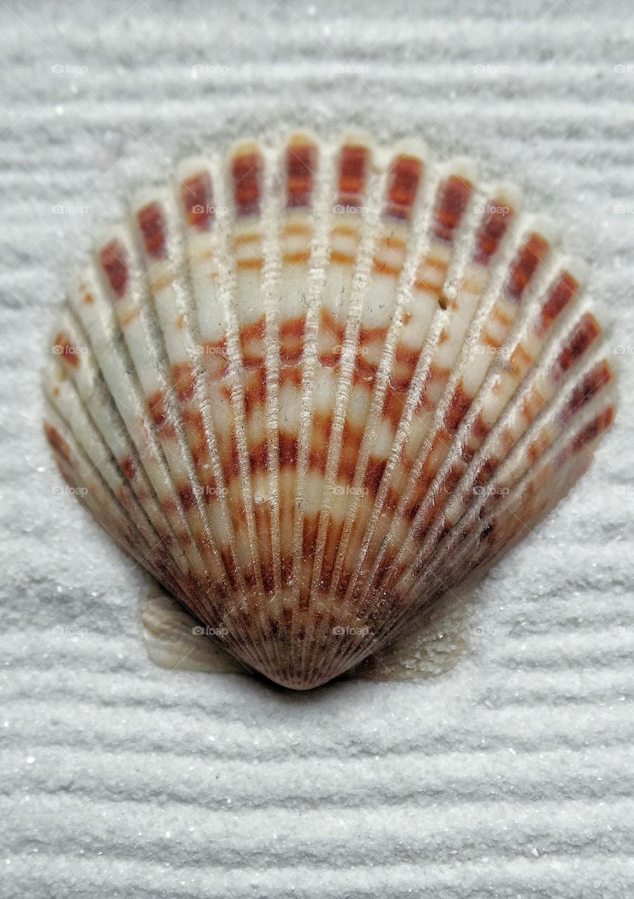 Shell  on sandy beach