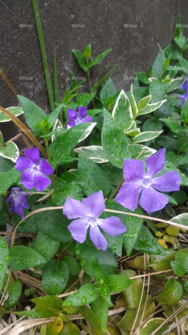 lovely purple flowers and green leaves