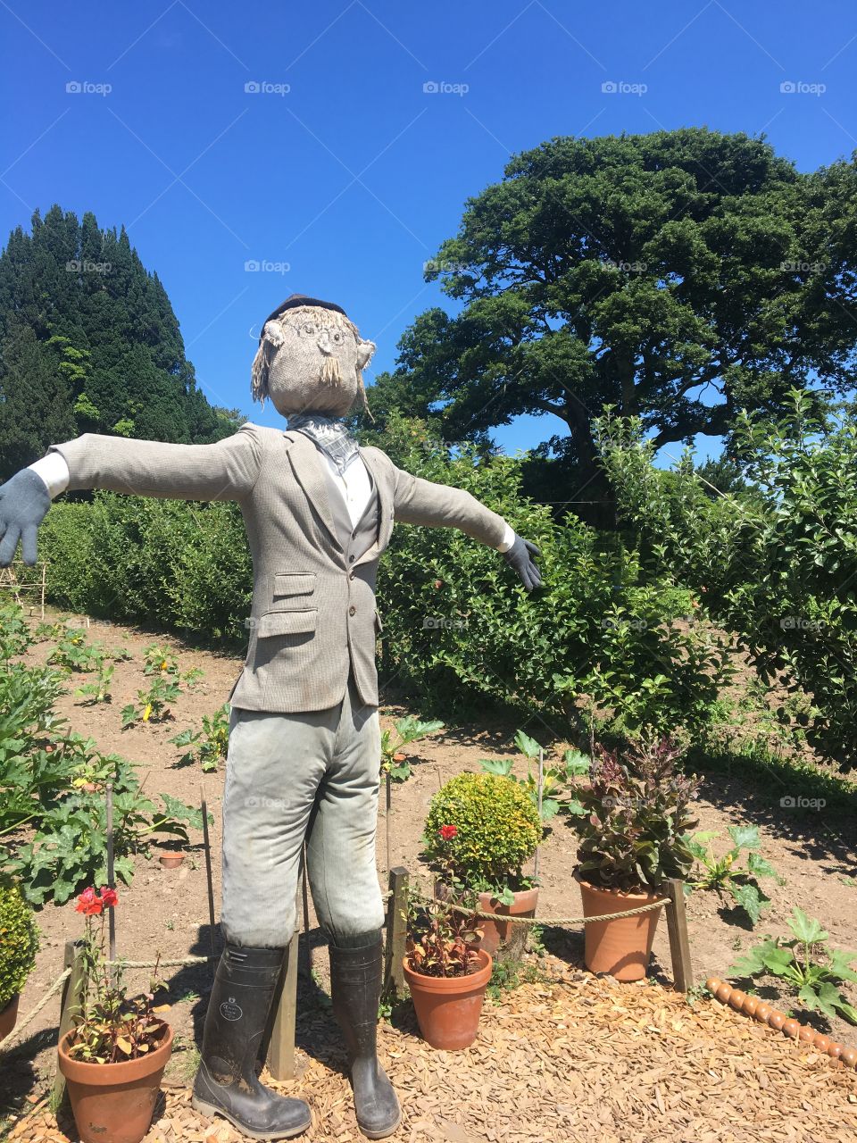 Scarecrow in the Vegetables Garden 
