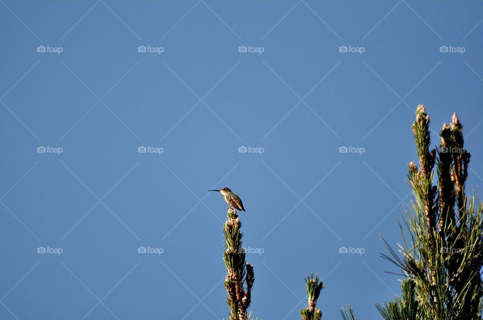 Hummingbird resting on a tree