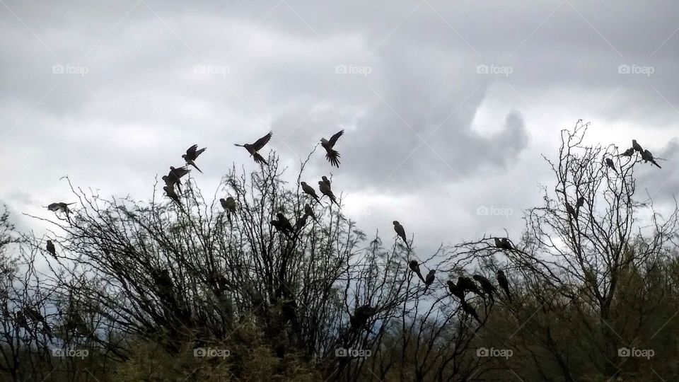 Parrots waiting for the rain