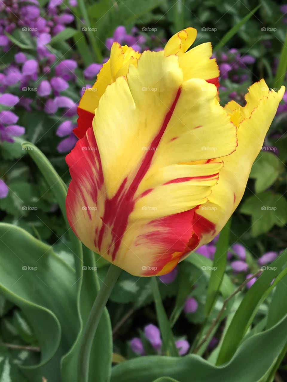 Yellow & red fancy parrot tulip