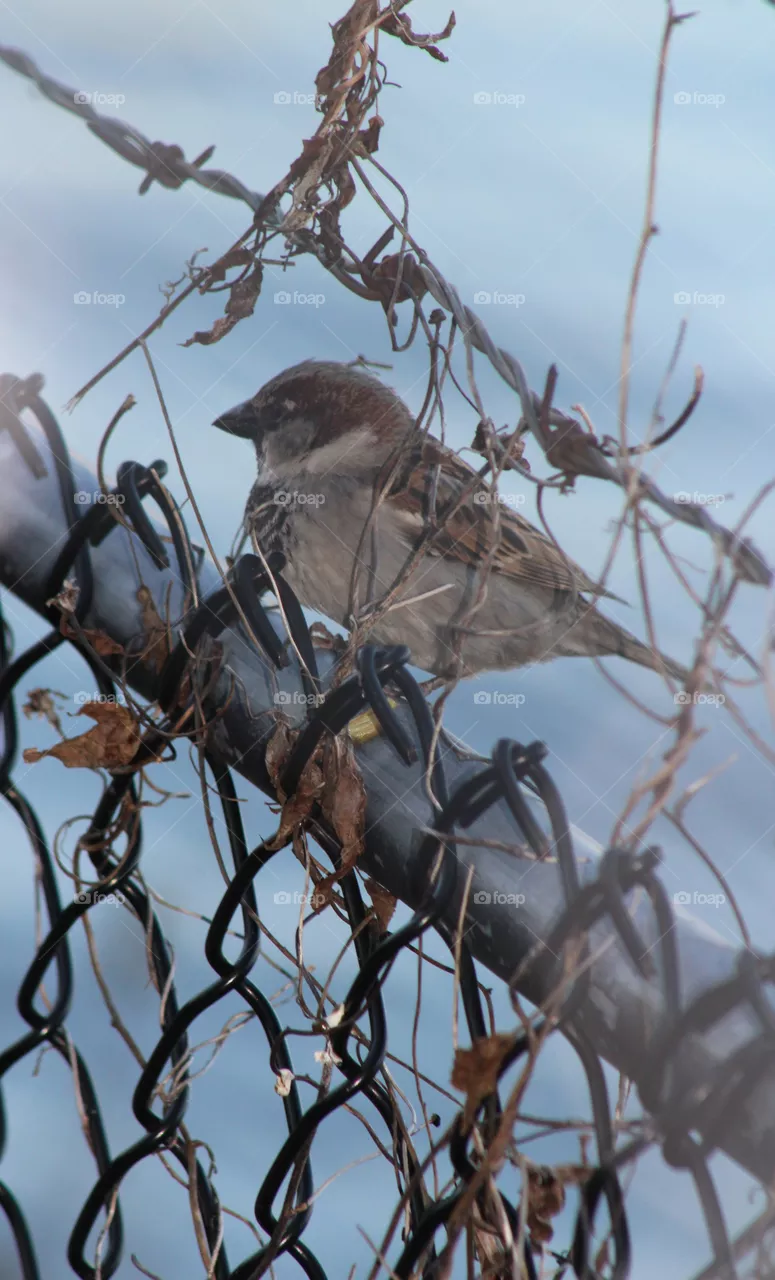 Sparrow on fence