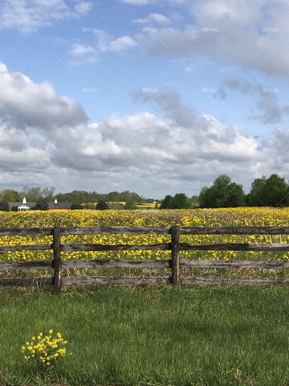Wildflowers in a Kentucky field