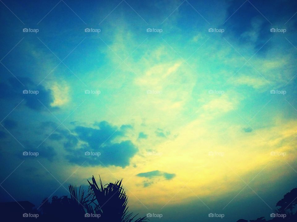 Beautiful sunset & tree