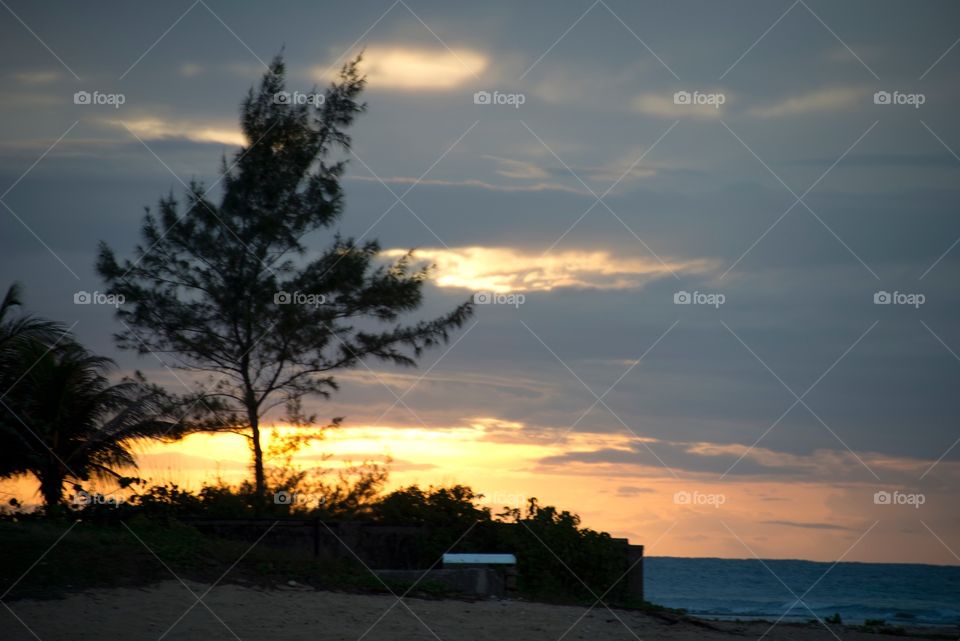 Tree, Sunset, Sky