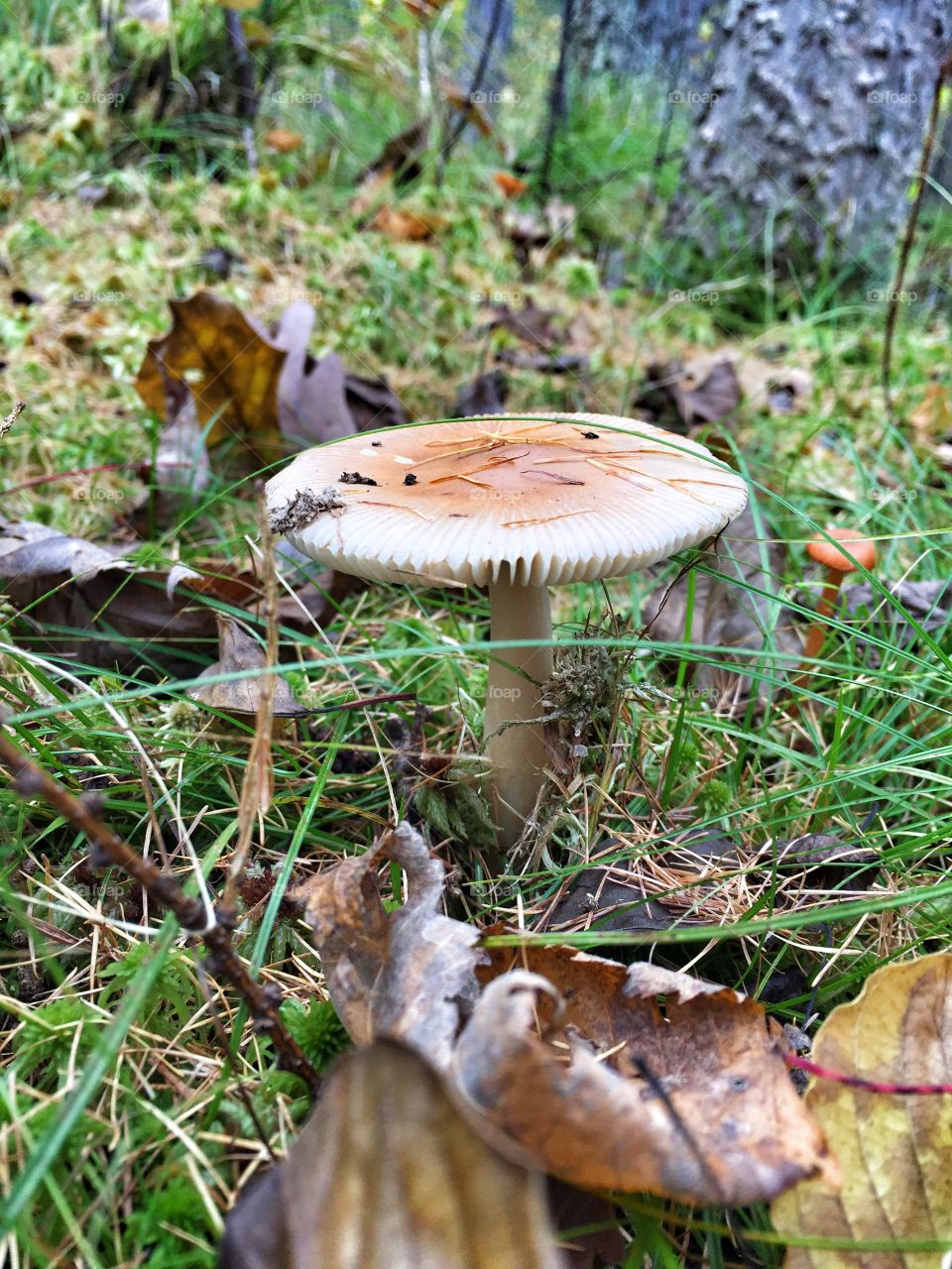 Mushroom at the bog 
