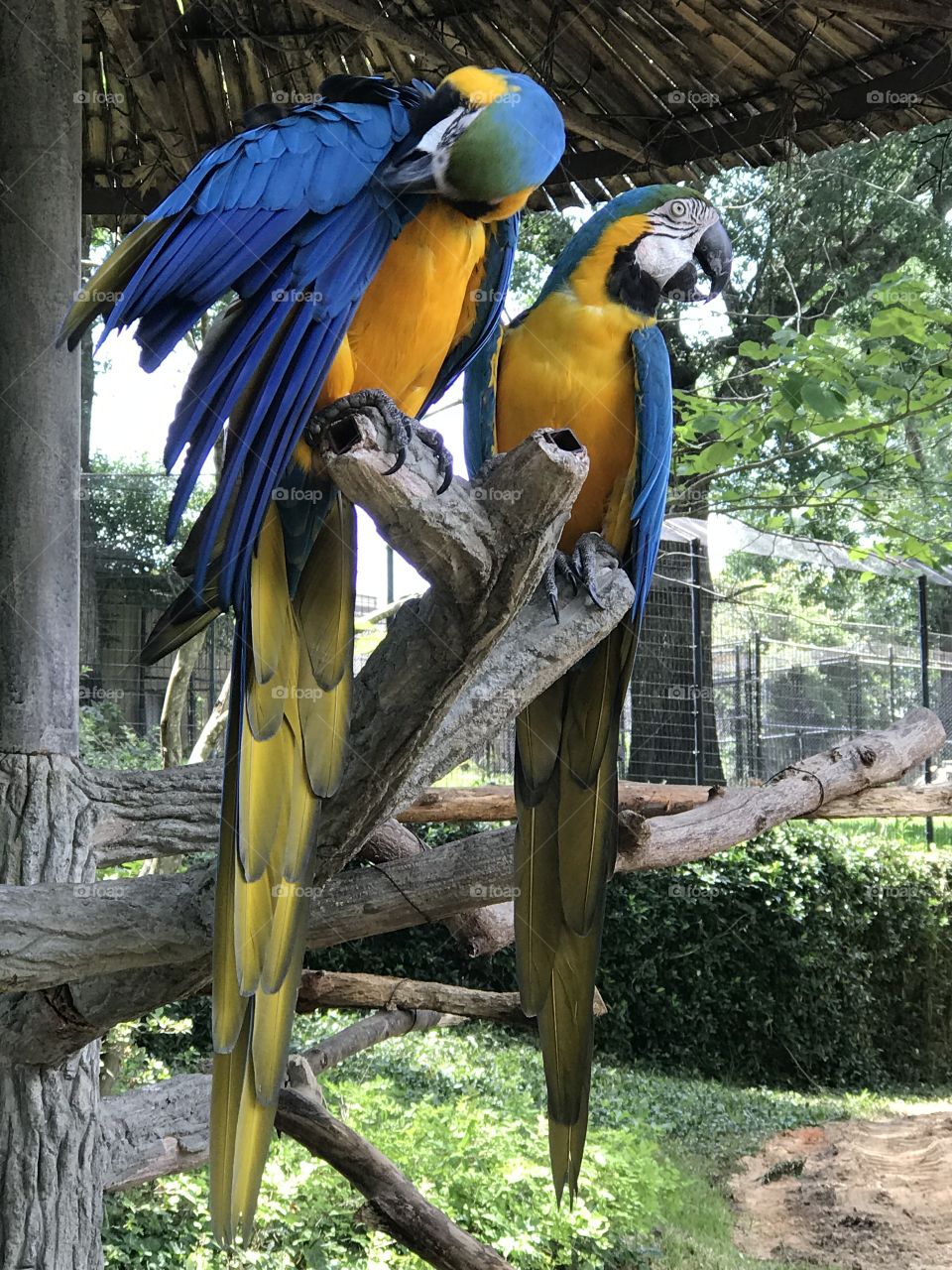 Blue Macaw Couple