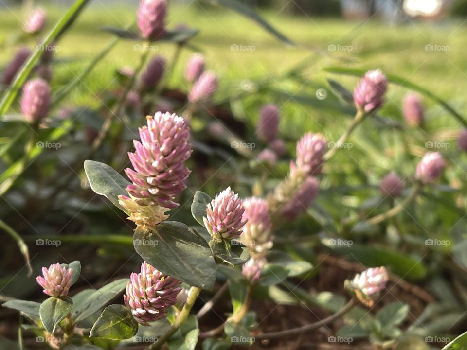 Small pink flowers in the grass in a park in a city in the country side of São Paulo, Brasil. From distance, they look like pink dots in a sea of green…