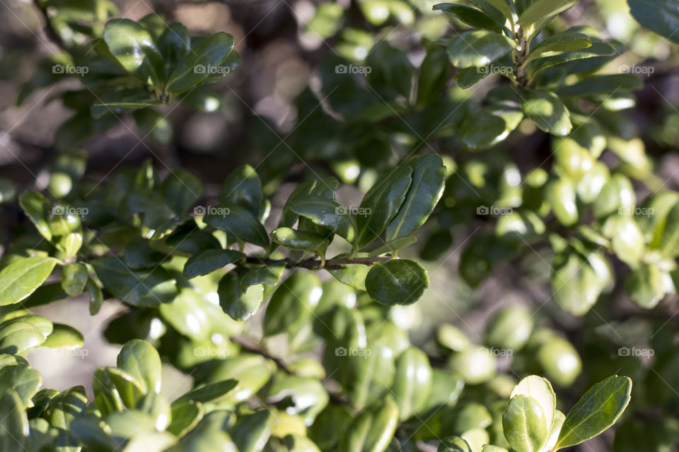 Close-up of leaves on branch