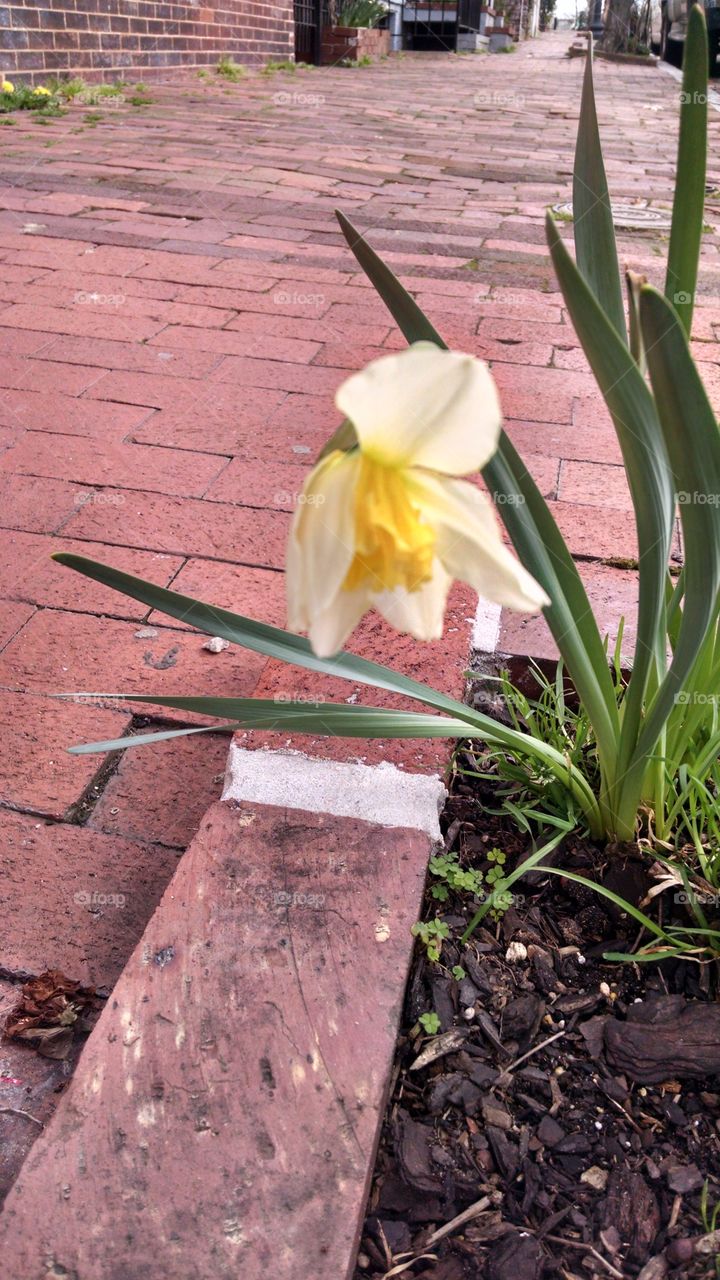 daffodil