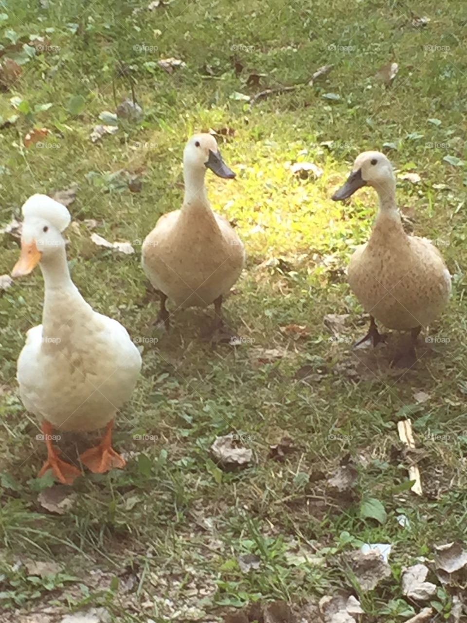 Three ducks that walked up to our campsite.  White and tan ducks.