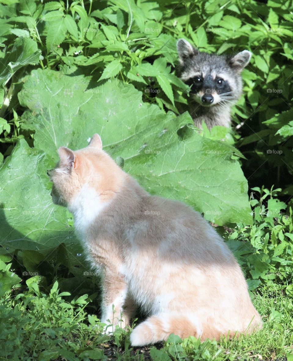 Cat and raccoon looking at each other 