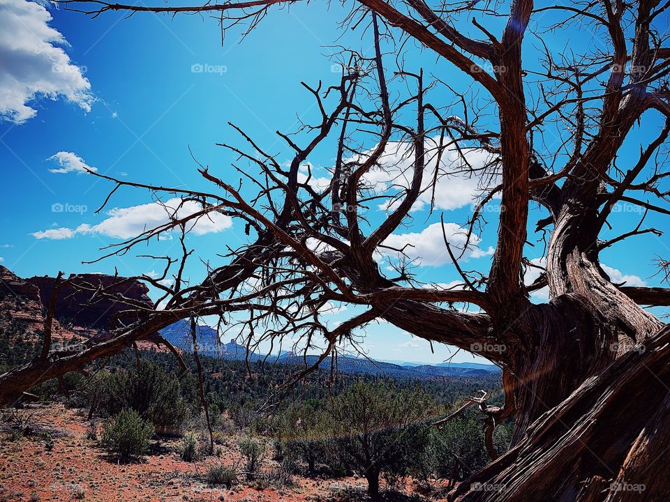 Desert 