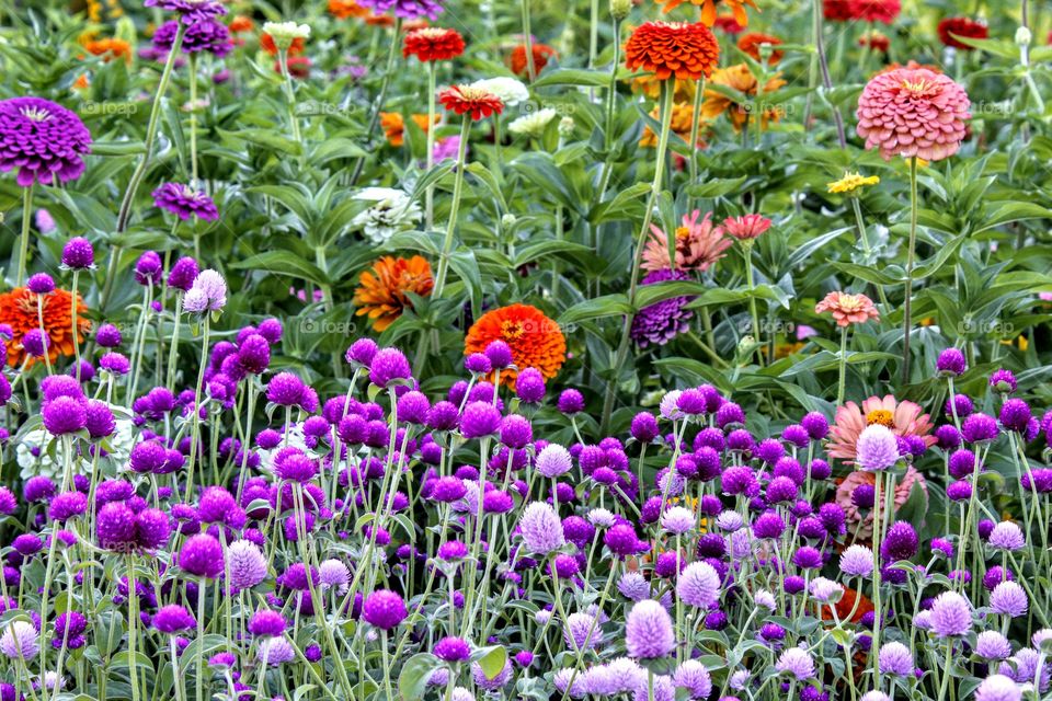 unique flower garden