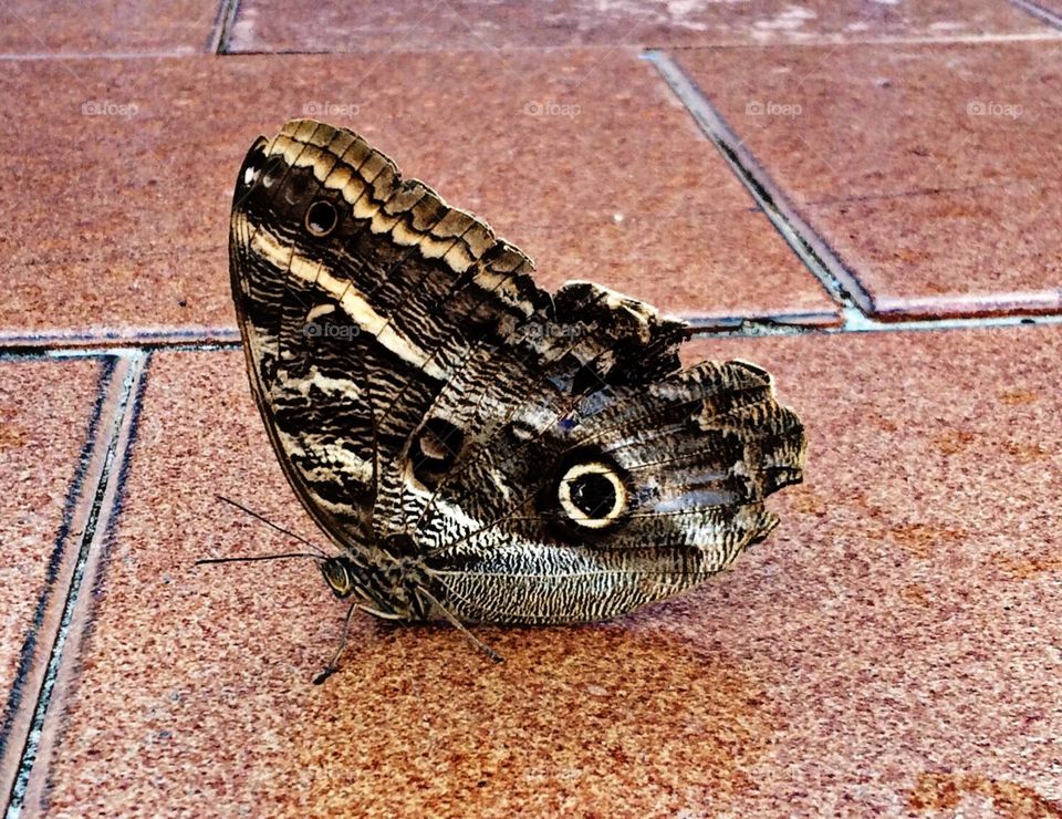 Look at this Owl Butterfly!