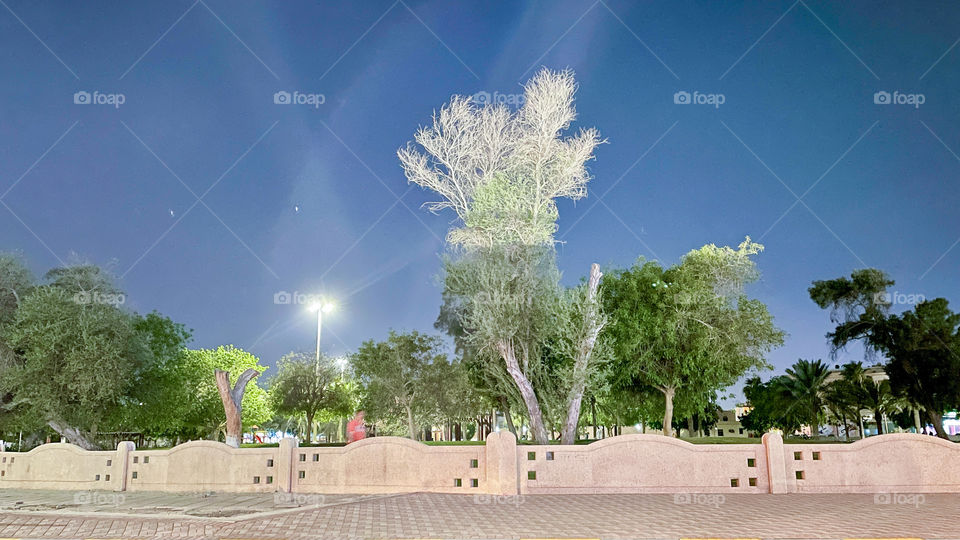 Trees and light