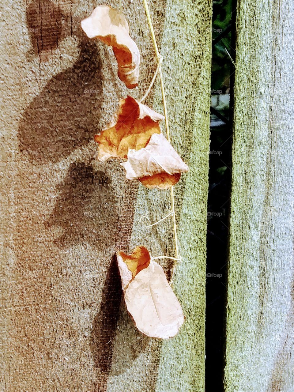 dead vine on a fence