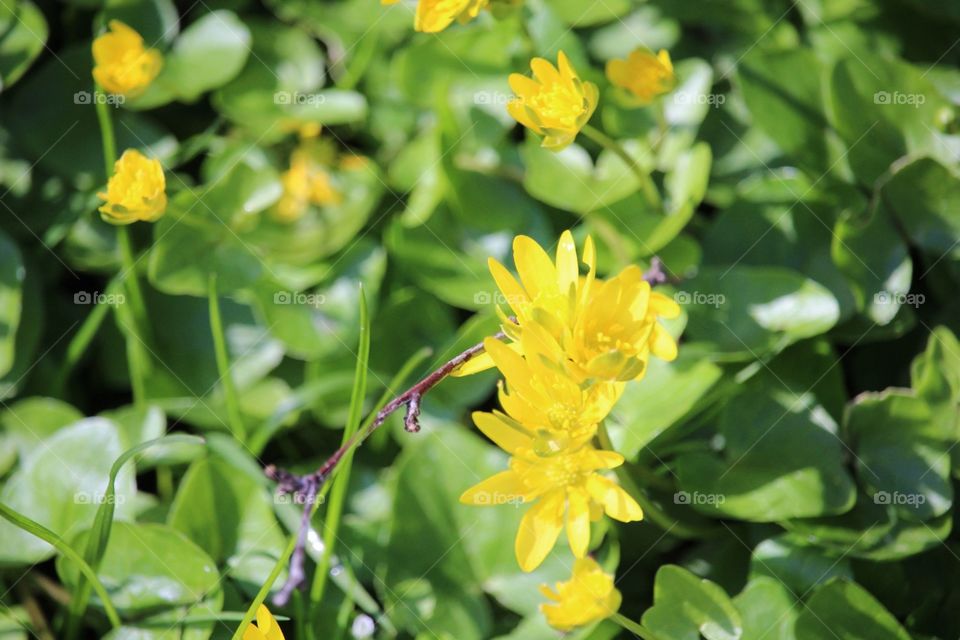 Beautiful yellow flowers on spring 