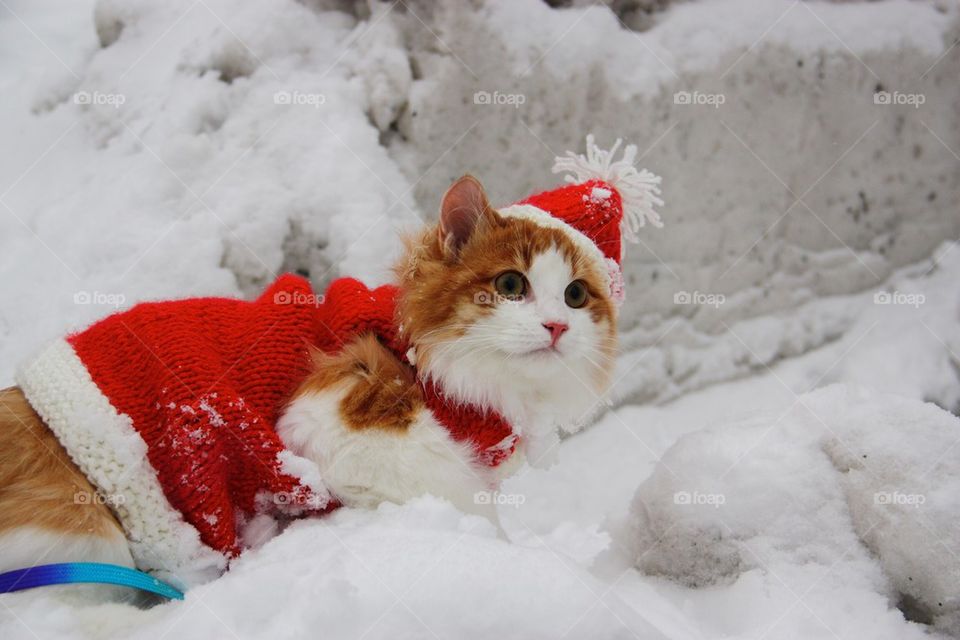 Marry Christmas cat