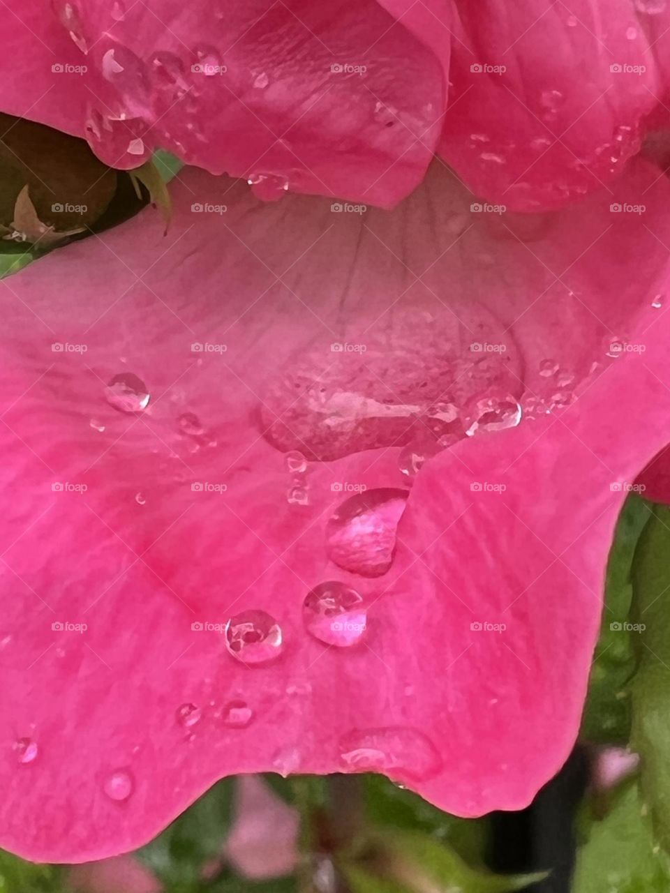 Raindrops on pink petal